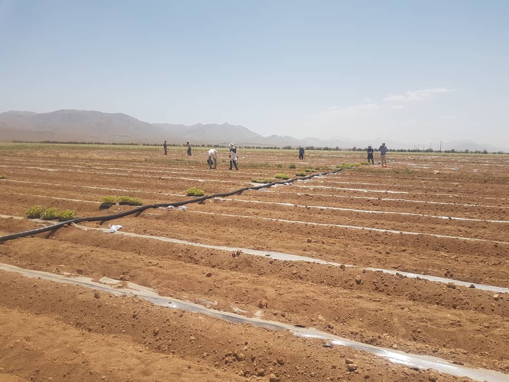 کاشت بذر هیبرید گوجه‌فرنگی و هندوانه در مزرعه تحقیقاتی دانشگاه آزاد اسلامی اقلید