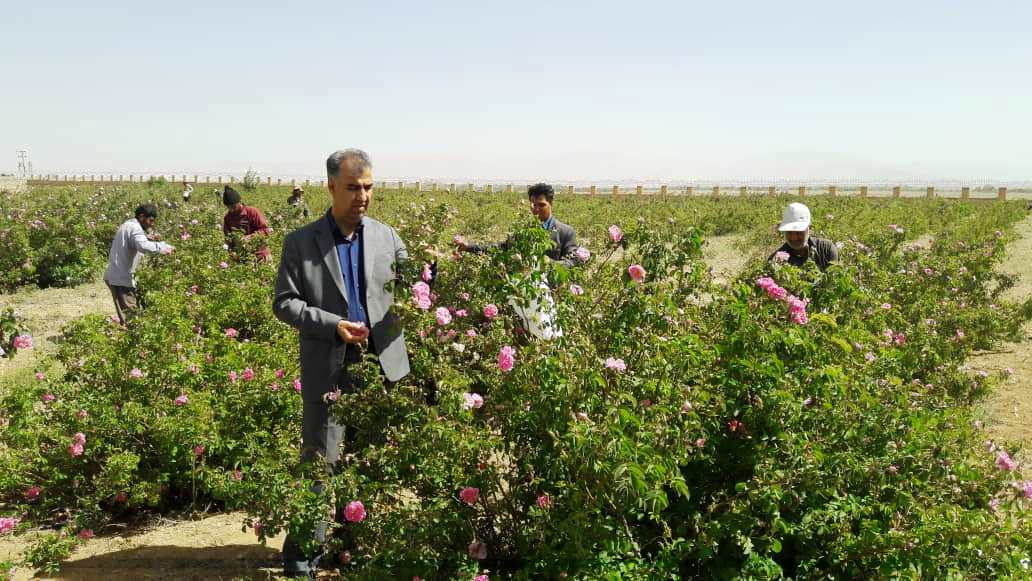 برداشت ۴ تن گل محمدی از مزرعه دانشگاه آزاد اسلامی میمه