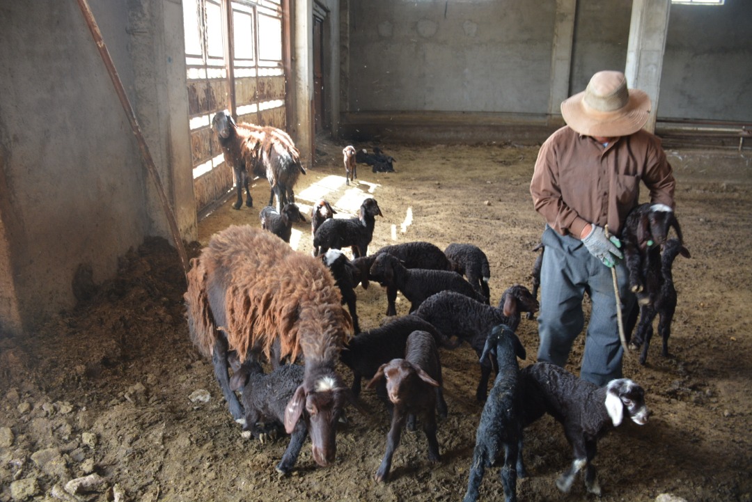 تولد سومین نسل از گوسفندان اصلاح نژادی