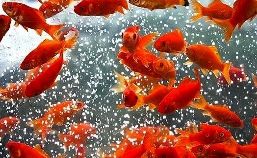 ماهی+قرمز (1).jpg