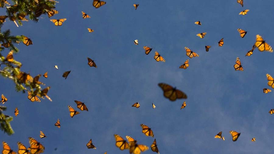 What-is-the-risk-to-citizens-of-the-influx-of-butterflies-to-Tehran.jpg
