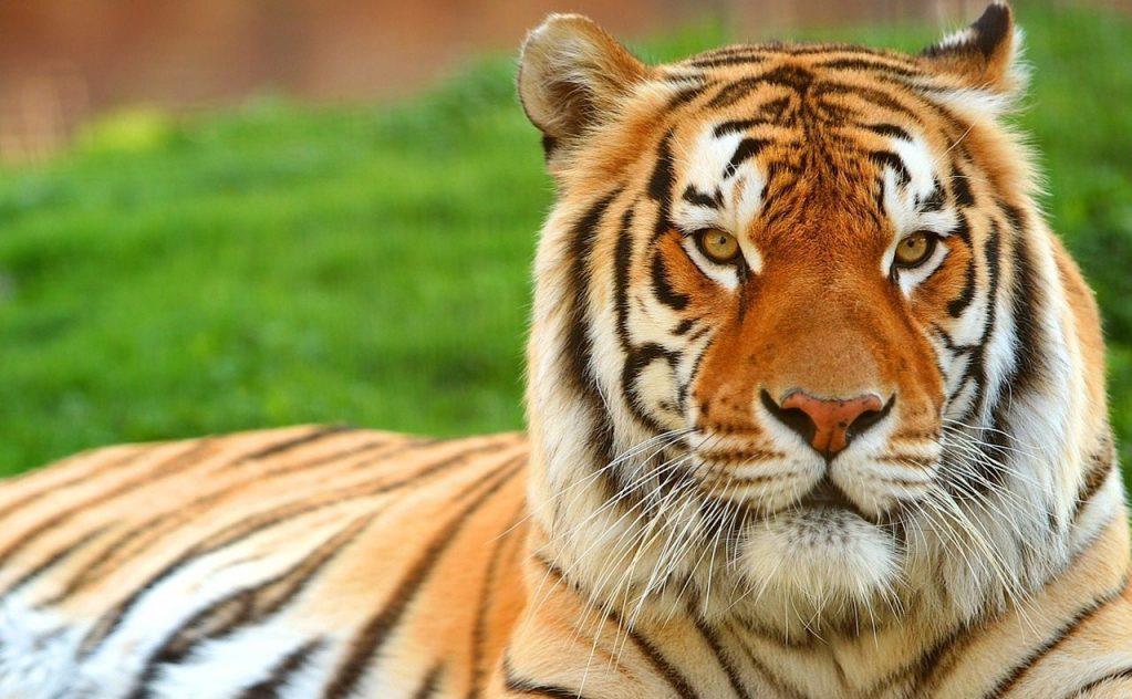 Beautiful-Tiger-random-4602504-1280-890.jpg