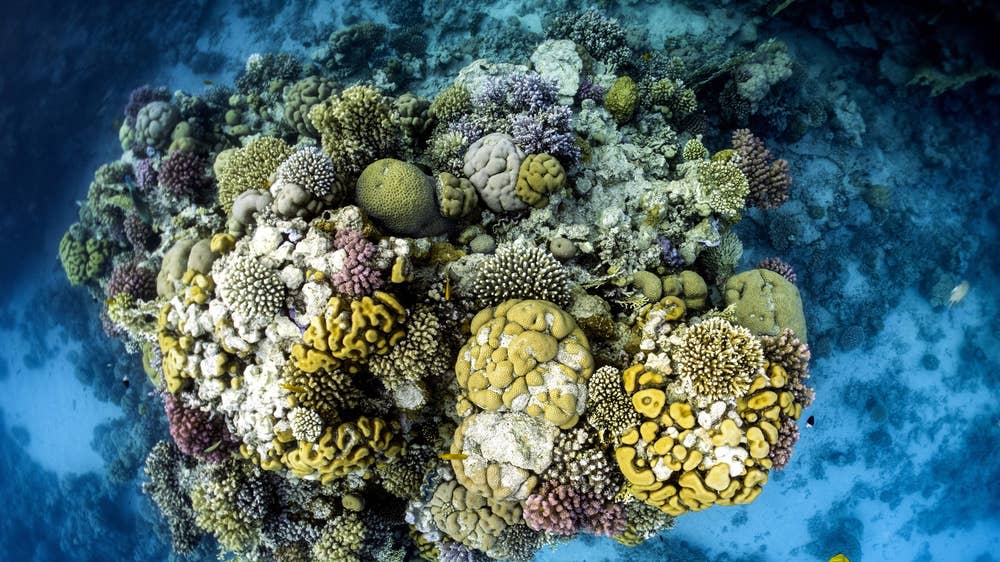 coral-reef-19.jpg