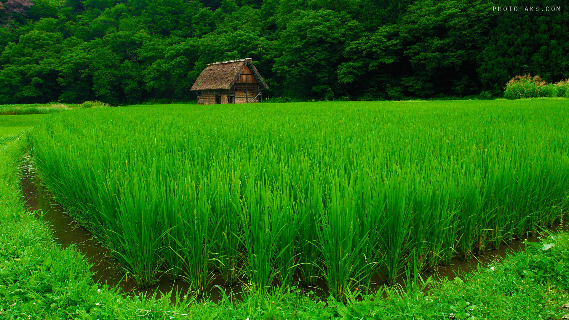 شالیزار-برنج-1.jpg