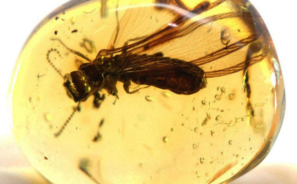 burmite-amber-termite-kalootemitidae.jpg