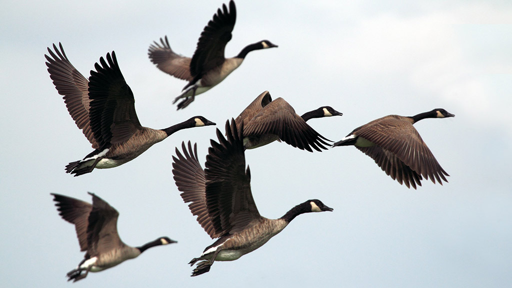 Bird-migration.jpg