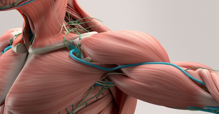 artificial-muscles-research_resize_md.jpg