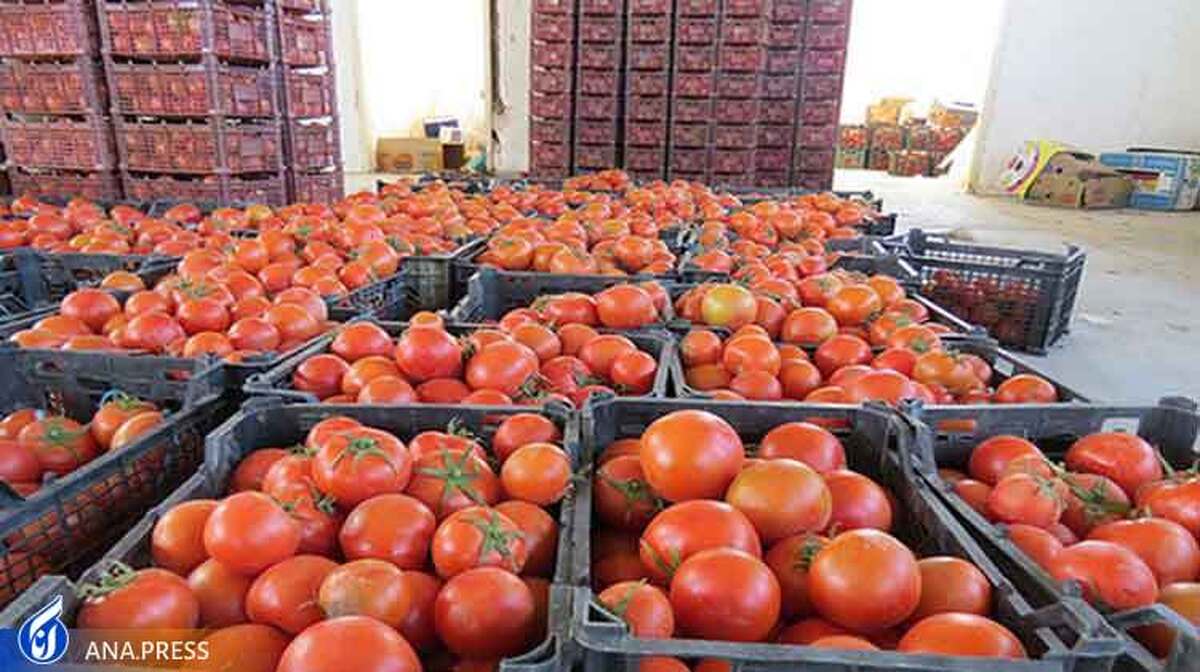 عوارض صادراتی گوجه فرنگی به نیم درصد کاهش یافت