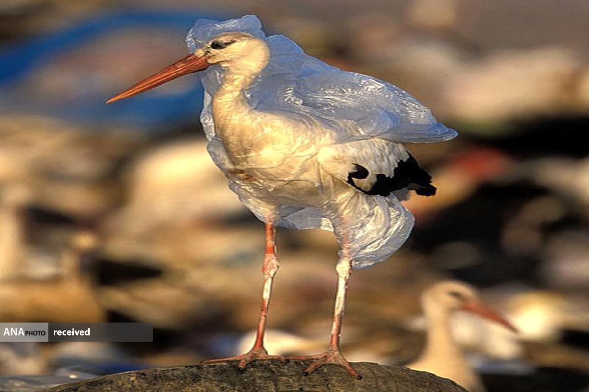 کشتار پرندگان ناشی از مصرف ذرات پلاستیک است