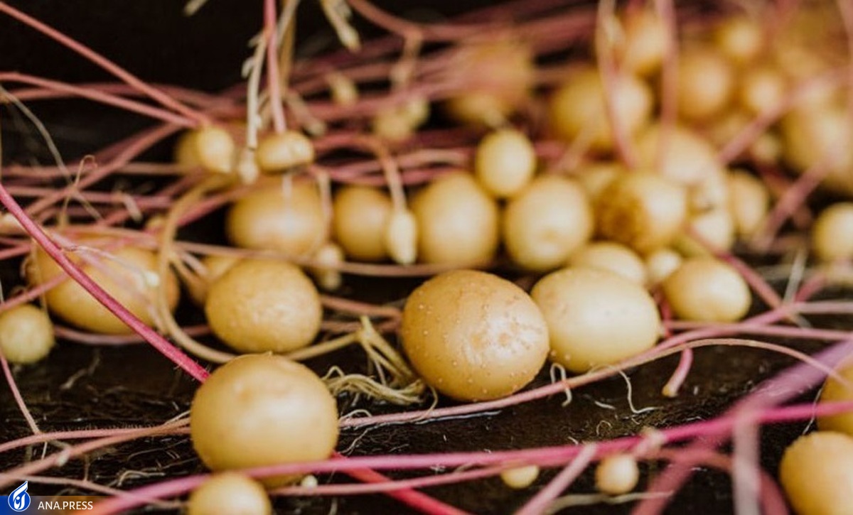 تولید «بذر مینی تیوبر سیب‌زمینی» در دستور کار پژوهشگران دانشگاه آزاد