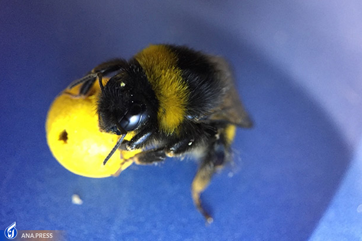زنبورهای بامبل با اشیاء "بازی" می‌کنند/ زنبورها فراتر از موجودات رباتیک کوچک هستند