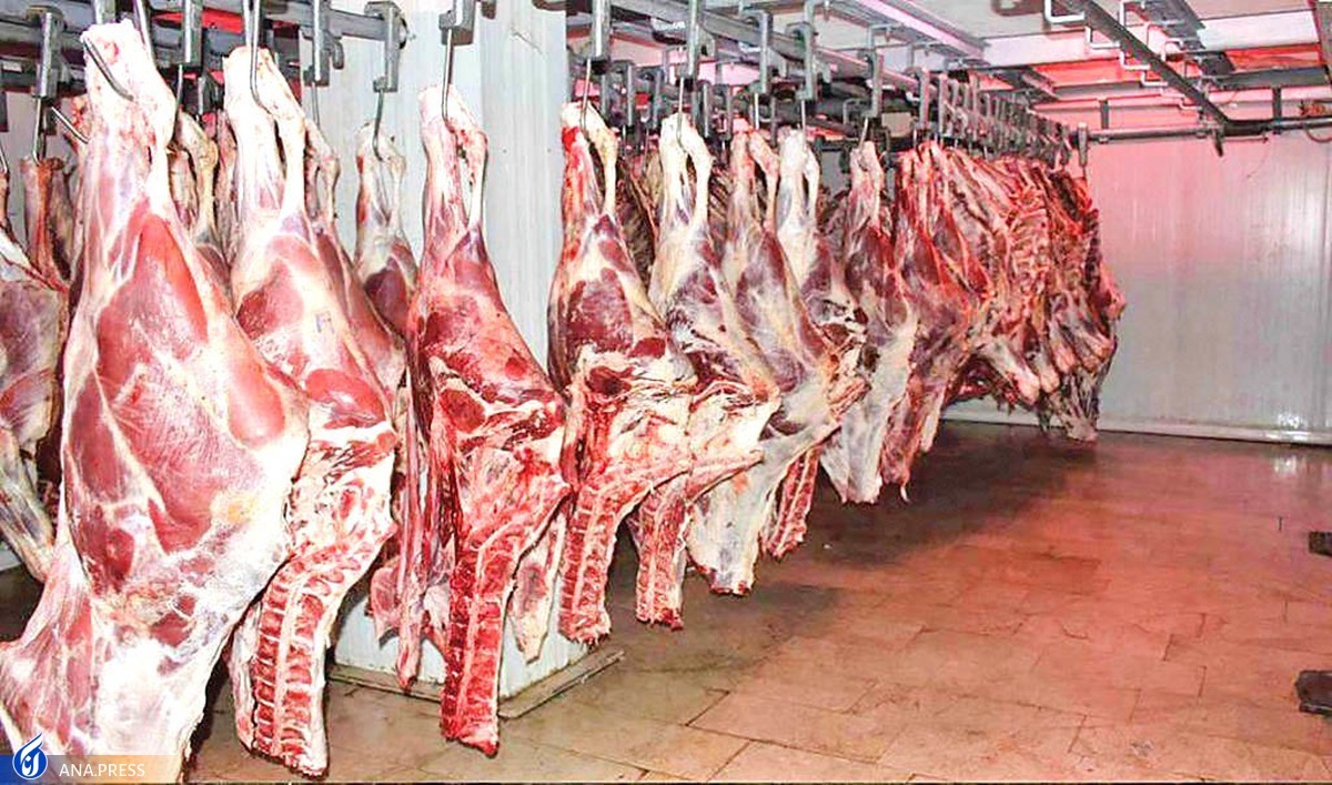 ۵۴ هزار تن گوشت قرمز در کشتارگاه‌ها عرضه شد/ کاهش ۶ درصدی نسبت به ماه قبل