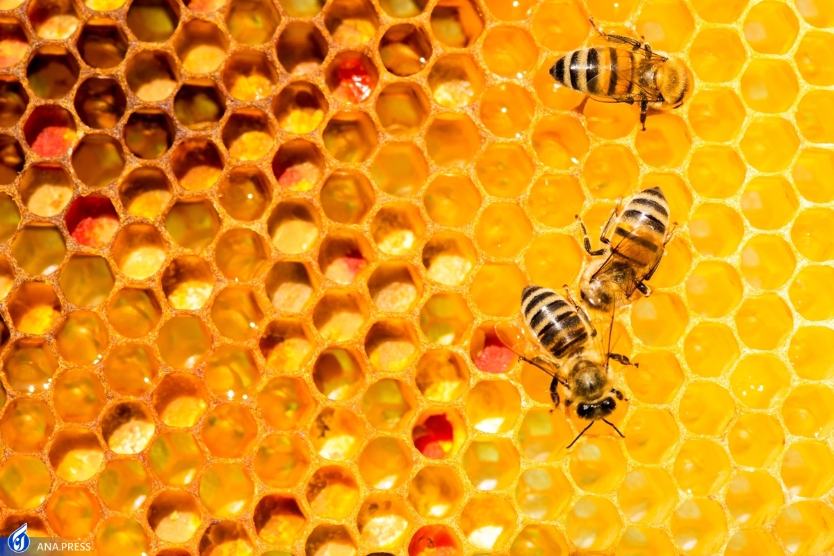 ثبت بیش از ۸۵ درصد اطلاعات زنبورداری‌ها در سامانه جامع پهنه‌بندی و مدیریت داده‌های کشاورزی