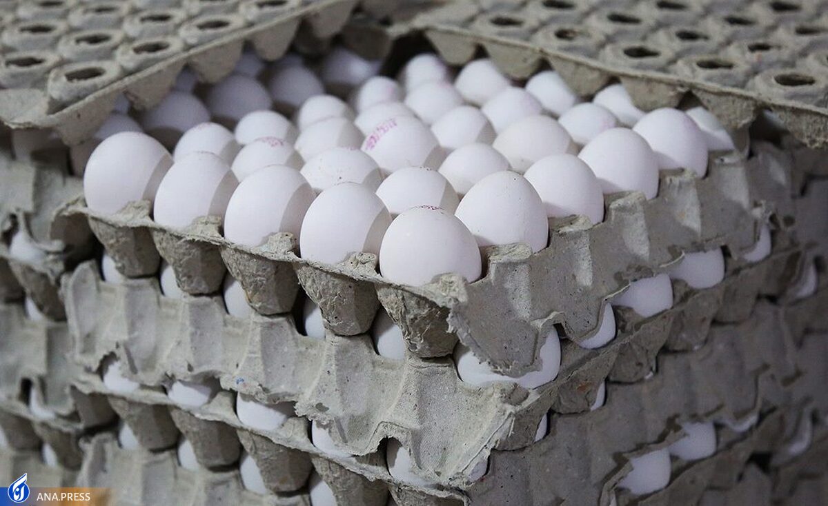 عرضه تخم مرغ فله بالاتر از ۳ هزار و ۳۰۰ تومان گران‌فروشی است