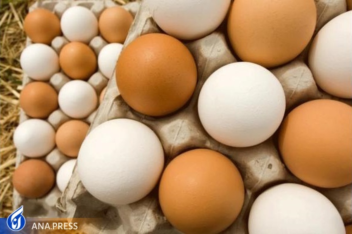 ارزان‌ترین تخم مرغ جهان در ایران را تولید می‌کردیم