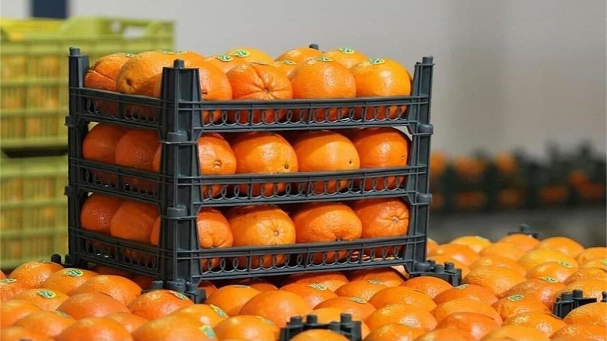 صادرات سیب درختی و پرتقال آزاد شد