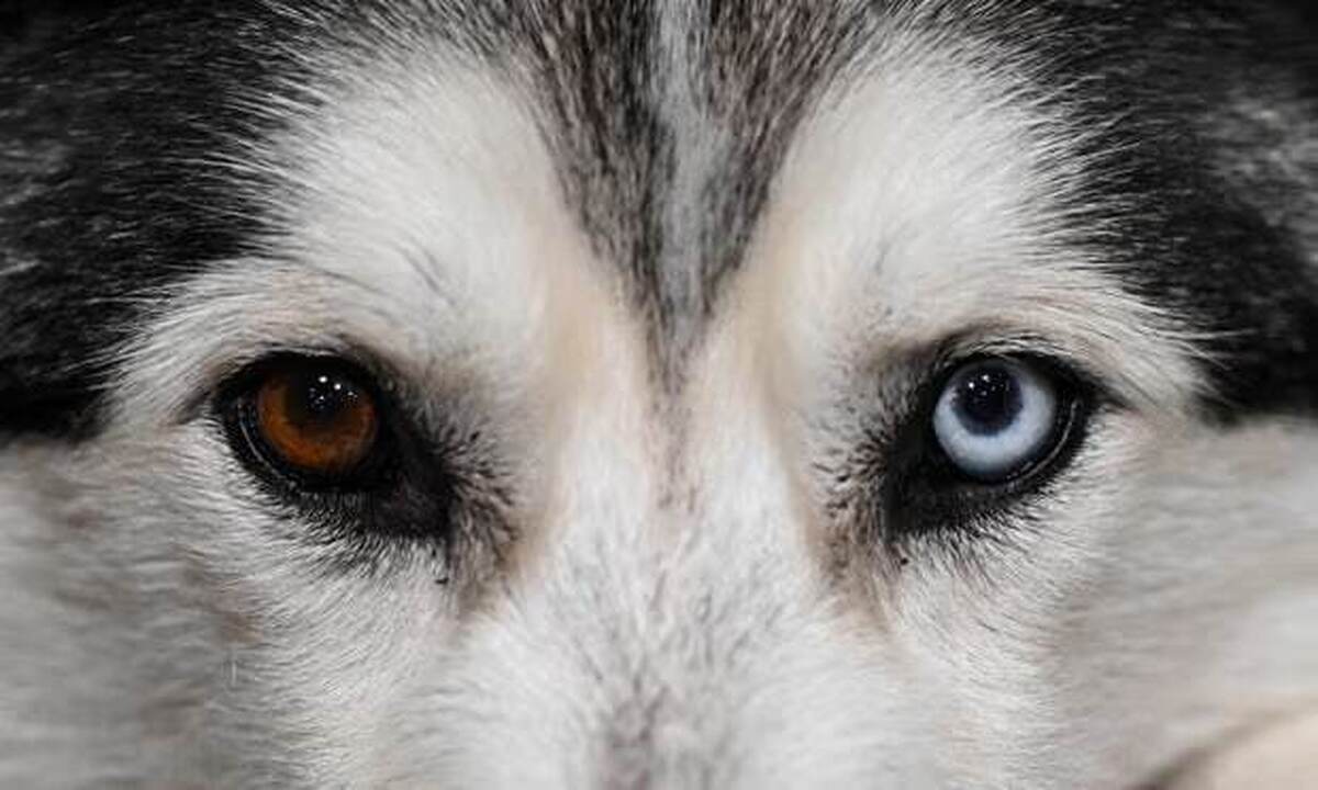 دخالت انسان در تکامل رنگ چشم سگ‌ها