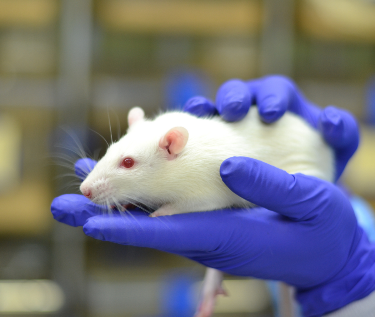 ارتباط بافت چربی با فرآیند پیری در مغز موش‌ها کشف شد