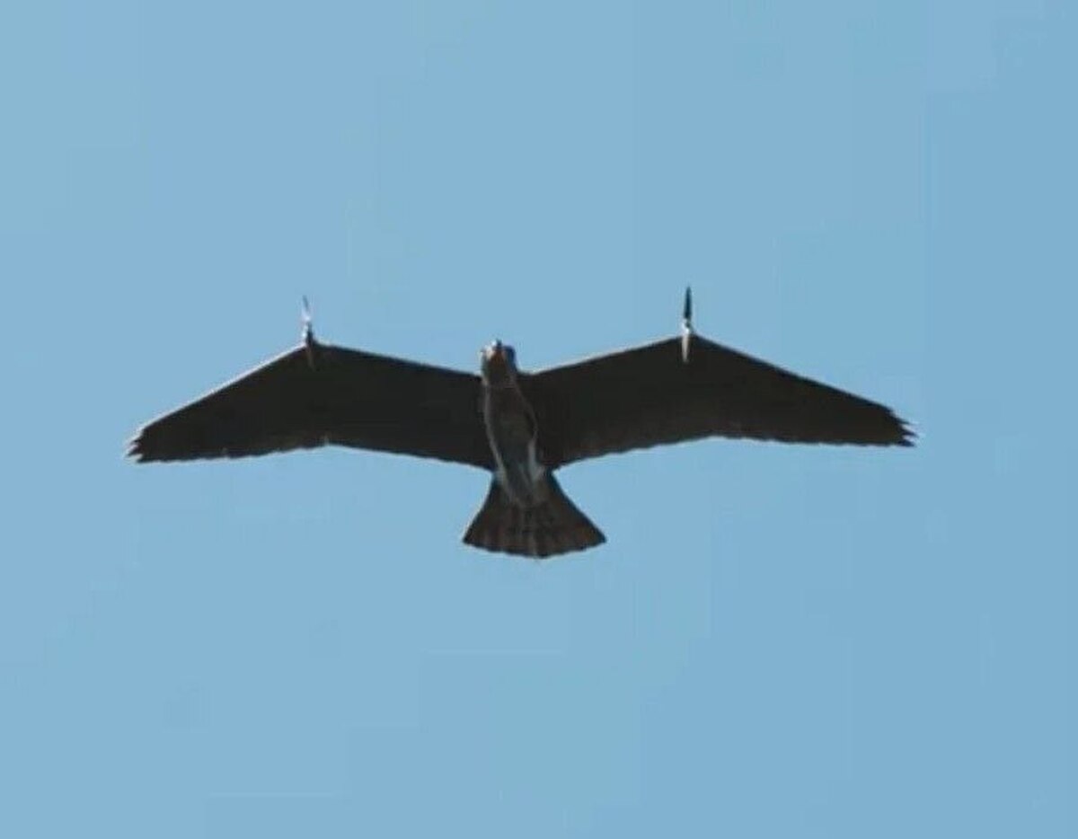 ساخت پهپادهای جاسوسی همه‌کاره با الهام از پرواز عقاب