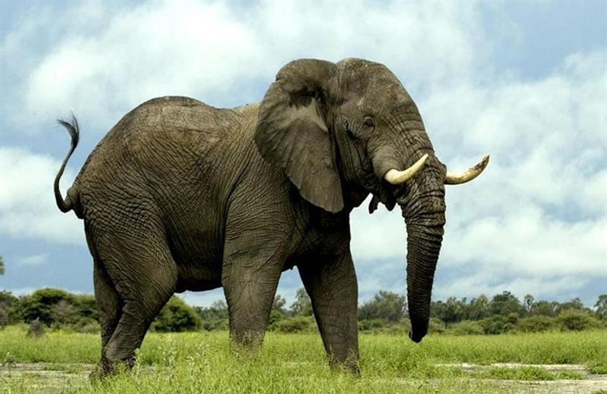 نشانه‌های تأثیر شوم ال‌نینو و تغییرات اقلیمی در مرگ ۱۰۰ فیل