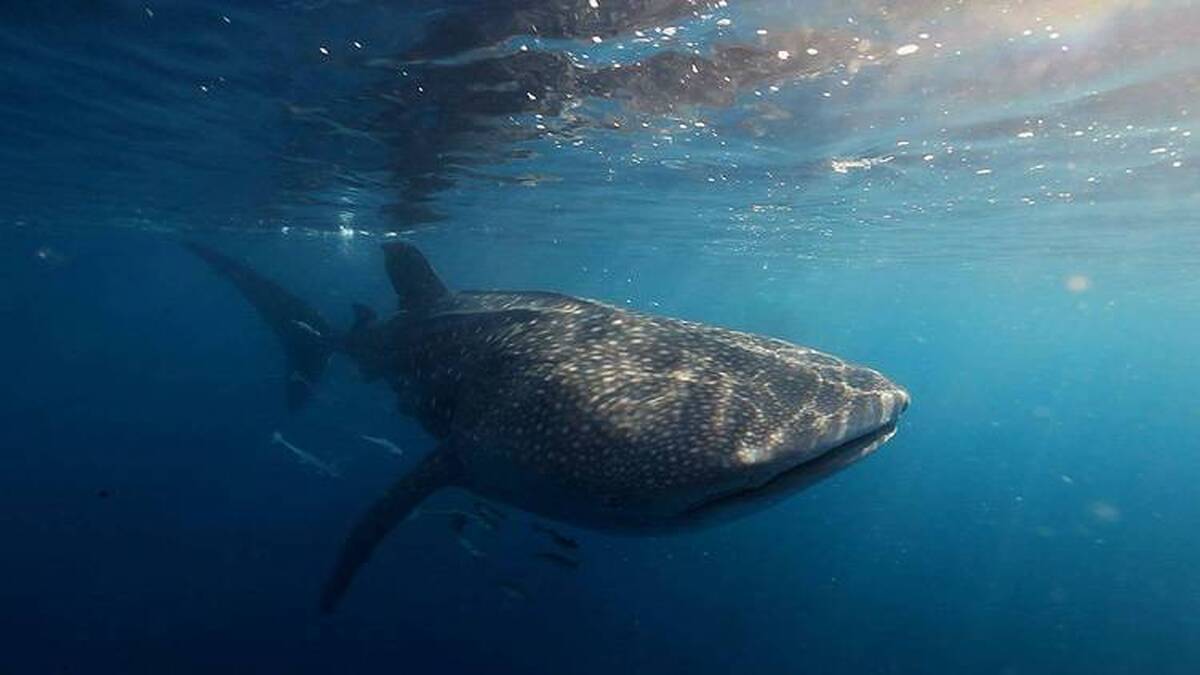 «آخرین کوسه نهنگ» و زهر کشنده نفت