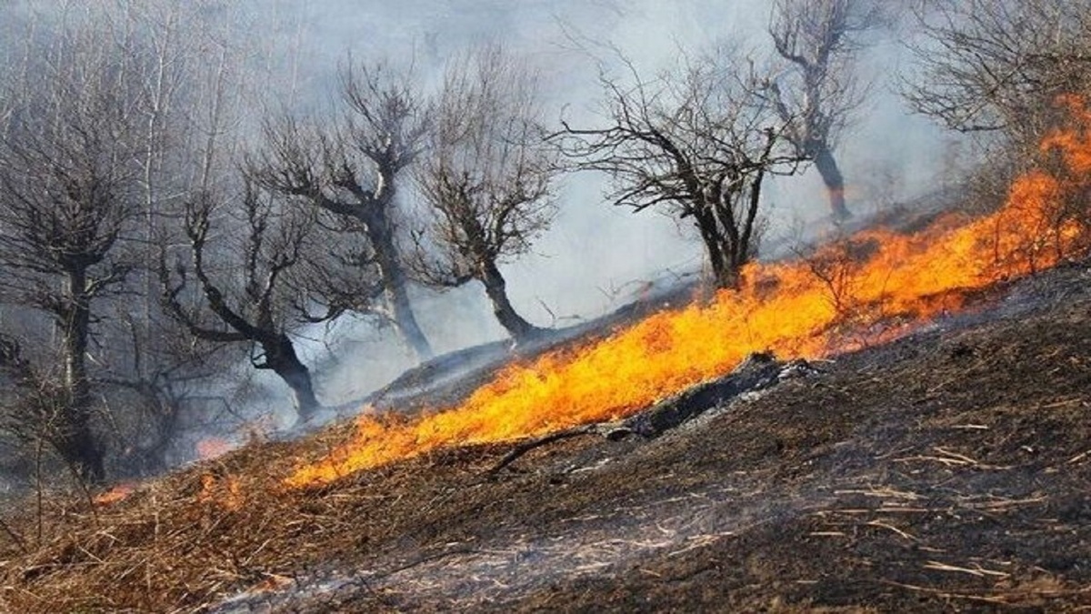 احیای پوشش‌های گیاهی بعد از آتش‌سوزی با گیاهان پرستار