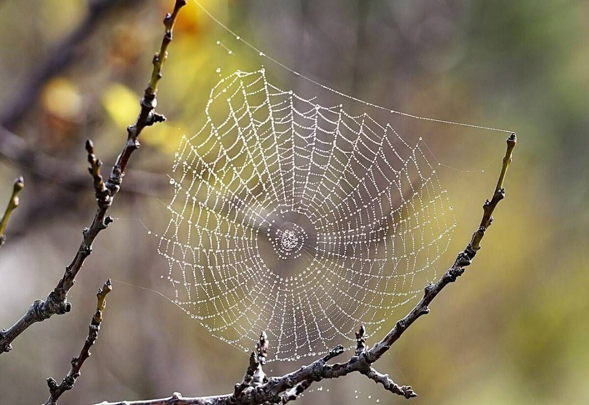 تولید ابریشم عنکبوت با گیاه تنباکو