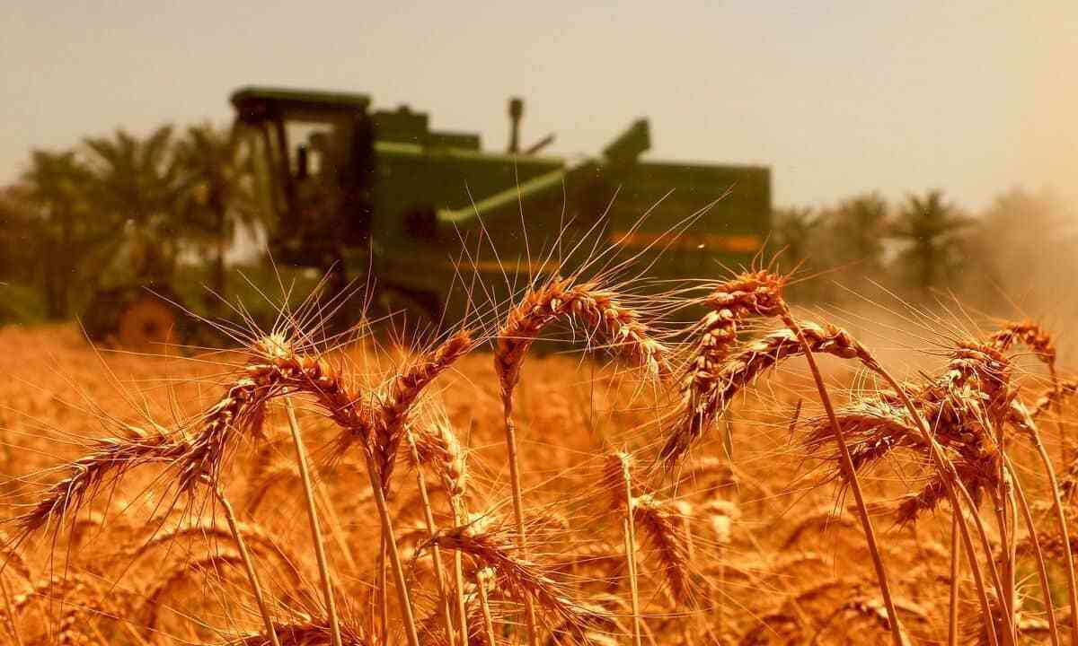 افزایش ۲۷۷ هزار تنی خرید گندم در چهار استان