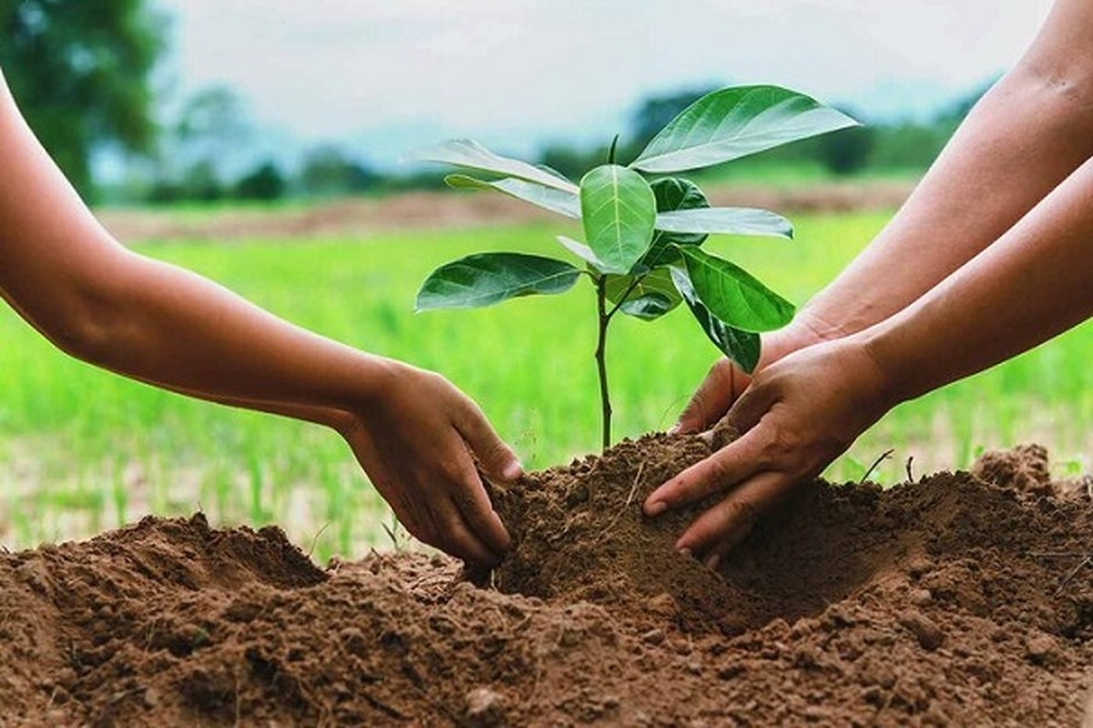 استفاده از ظرفیت دانش‌بنیان‌ها در کاشت یک میلیارد درخت