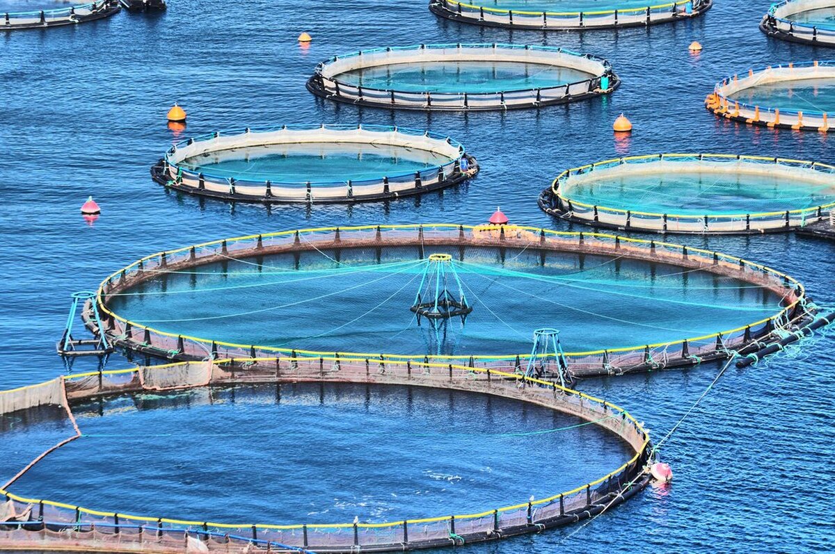 ایجاد و تکمیل زنجیره ارزش صنعت پرورش ماهی در قفس