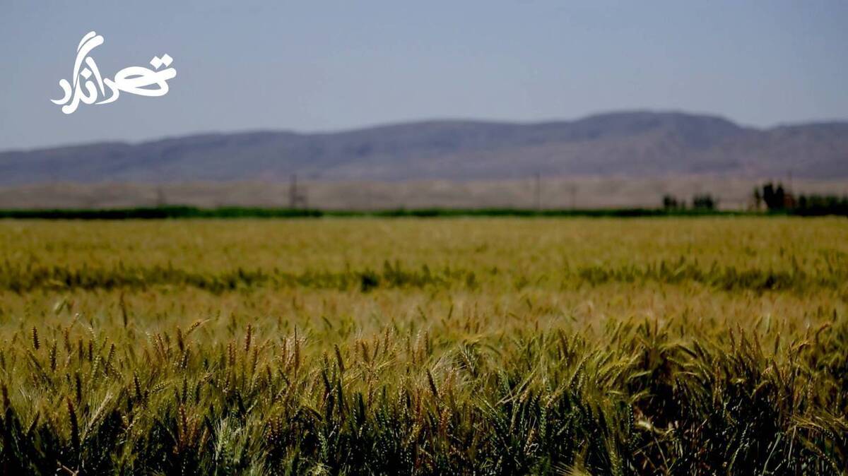 کشاورزی دانش‌بنیان در استان تهران در قاب «تهرانگرد»