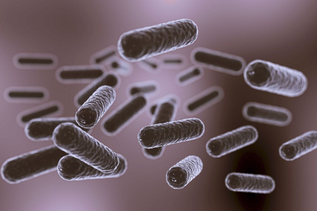 پتانسیل‌های بیوتکنولوژیک و تاکسونومی یک راسته باکتریایی بررسی شد