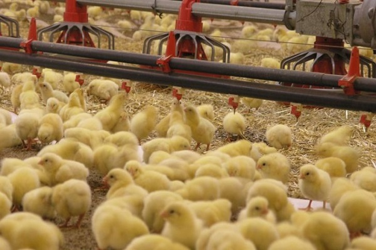 تأمین نیاز بازار مرغ با جوجه‌ریزی ۱۳۰ میلیون قطعه در ماه