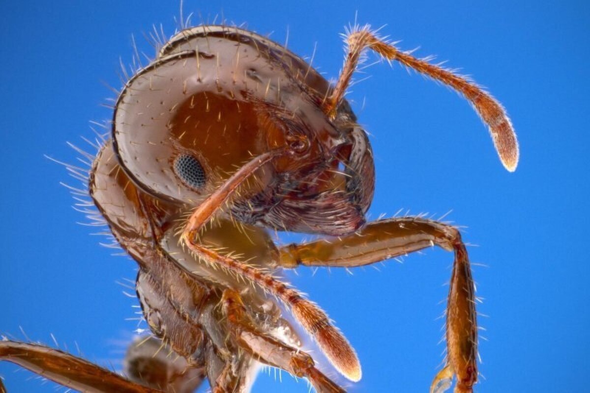 شناسایی مورچه‌های آتشین برای نخستین بار در اروپا