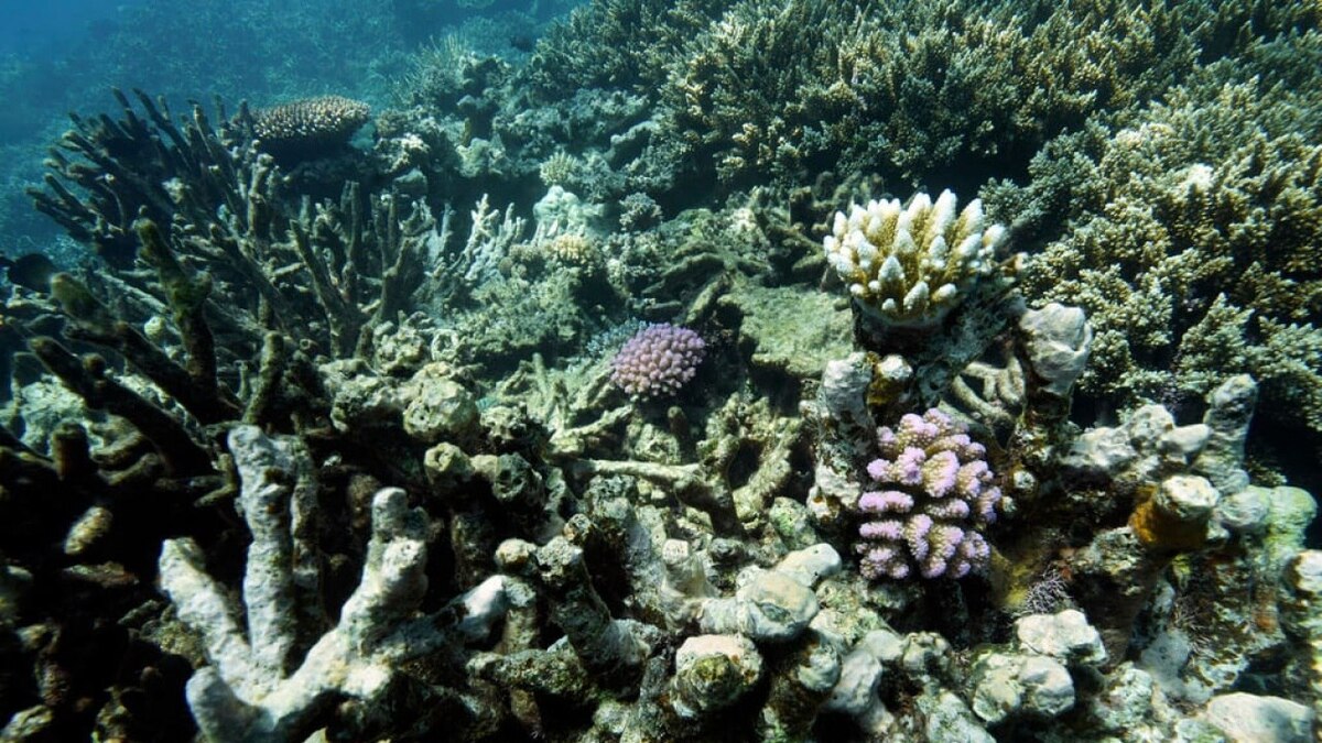 همکاری ۴۵ کشور برای نجات مرجان‌های دریایی از انقراض