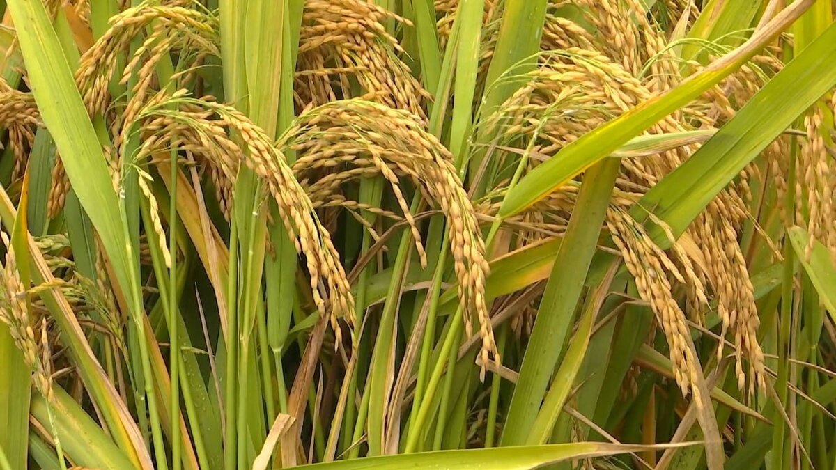 افزایش قابل توجه تولید برنج با کمک گیاه هیبریدی جدید