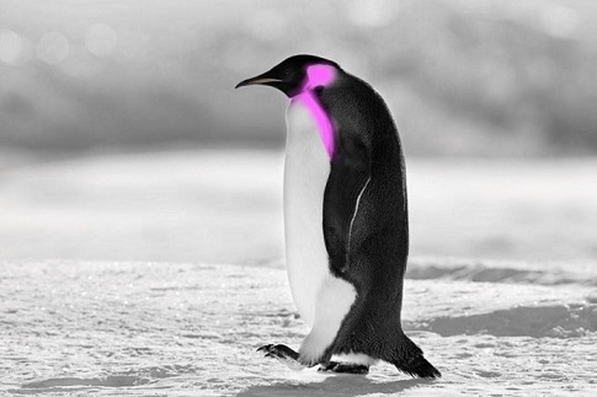 کشف الگوی شناسایی هم‌نوع در پنگوئن‌ها