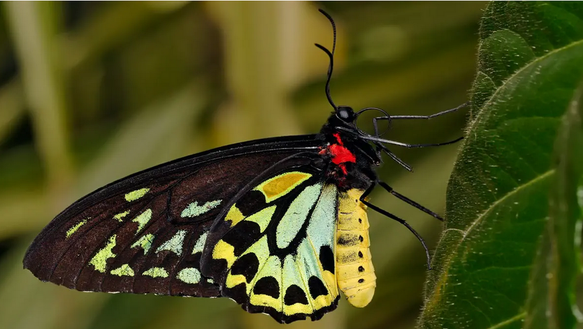 تقویت تصمیم‌گیری چندحسی هوش مصنوعی با الهام از پروانه‌ها