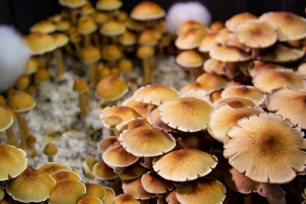۷۰ نفر با قارچ‌های سمی مسموم شدند/ افزایش ۳۰۰ درصدی مسمومیت با قارچ در کشور